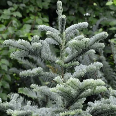 Пихта благородная в Москве
