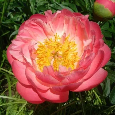 Пион ПИНК ГАВАЙАН КОРАЛ травянистый — описание сорта Пион ПИНК ГАВАЙАН КОРАЛ травянистый в Москве