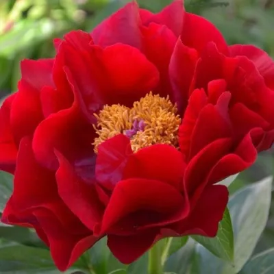 Пион МАКИНАК ГРАНД травянистый — описание сорта Пион МАКИНАК ГРАНД травянистый в Москве