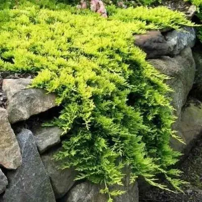 Можжевельник ГОЛДЕН КАРПЕТ горизонтальный — описание сорта Можжевельник ГОЛДЕН КАРПЕТ горизонтальный в Москве