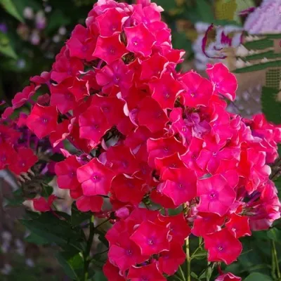 Флокс ДЖУЛИГЛУТ метельчатый в Москве