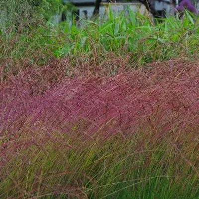 Овсянница АМЕТИСТОВАЯ — описание сорта Овсянница АМЕТИСТОВАЯ в Москве