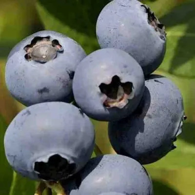 Голубика ХАРРИСОН в Москве