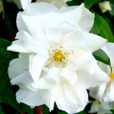 Жасмин РОЗАЦЕ — описание сорта Жасмин РОЗАЦЕ в Москве