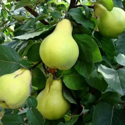 Айва МЯГКОПЛОДНАЯ в Москве