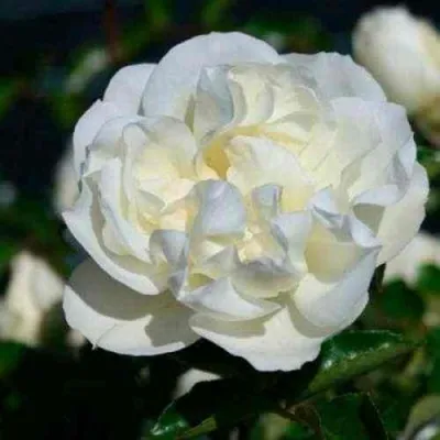 Саженцы роз ВАЙТ МЕЙДИЛАНД почвопокровная — описание сорта Саженцы роз ВАЙТ МЕЙДИЛАНД почвопокровная в Москве