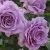Саженцы роз ЛАВ СОНГ флорибунда в Москве