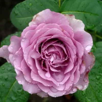 Саженцы роз ЛУГДУНУМ чайно-гибридная в Москве