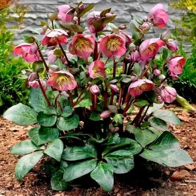 Морозник ВОСТОЧНЫЙ — описание сорта Морозник ВОСТОЧНЫЙ в Москве