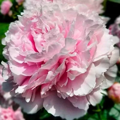 Пион МОНИНГ КИСС травянистый — описание сорта Пион МОНИНГ КИСС травянистый в Москве