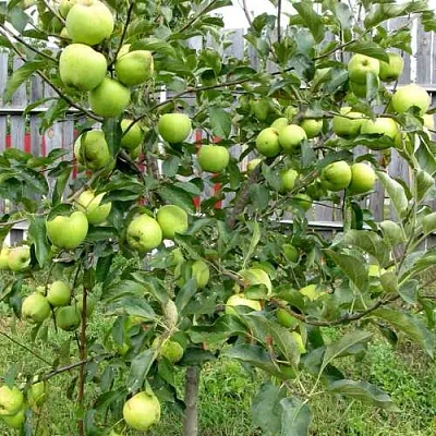 Яблоня ГРЕННИ СМИТ  Яблоня ГРЕННИ СМИТ в Москве
