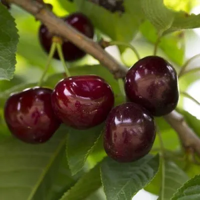 Вишня ЛАСУХА в Москве