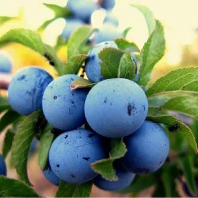 Слива КРОМАНЬ в Москве