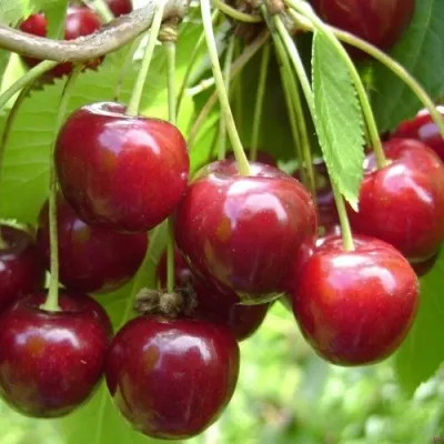 Черешня СИНЯВСКАЯ — описание сорта Черешня СИНЯВСКАЯ в Москве