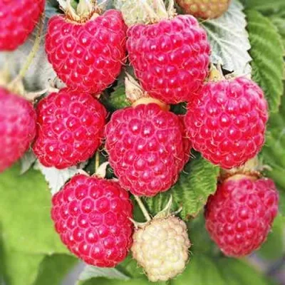 Малина ОКТАВИЯ — описание сорта Малина ОКТАВИЯ в Москве