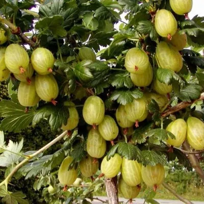 Крыжовник ИНВИКТА — описание сорта Крыжовник ИНВИКТА в Москве