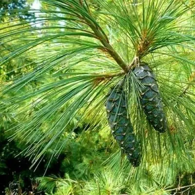 Сосна гриффита — описание сорта Сосна гриффита в Москве