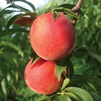 Персик КАНАДИАН ХАРМОНИ — описание сорта Персик КАНАДИАН ХАРМОНИ в Москве