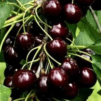 Черешня ДОНЕЦКИЙ УГОЛЁК — описание сорта Черешня ДОНЕЦКИЙ УГОЛЁК в Москве