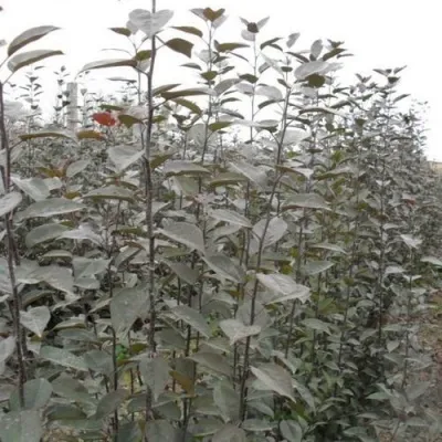 Подвой яблони 54-118 в Москве