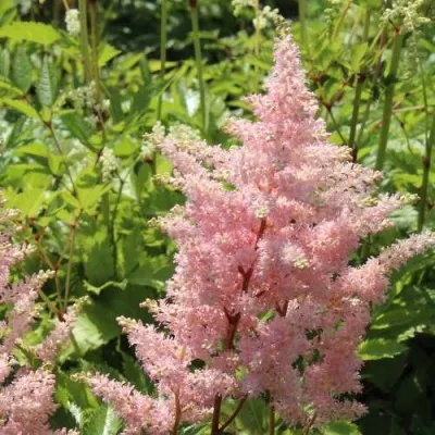 Астильба ЕВРОПА японская — описание сорта Астильба ЕВРОПА японская в Москве