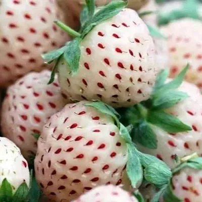 Клубника АНАНАСА ремонтантная  Клубника АНАНАСА ремонтантная в Москве