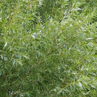 Ива ВИТЕЛЛИНА белая  в Москве