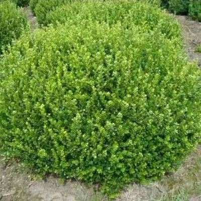 Самшит ФОЛКНЕР — описание сорта Самшит ФОЛКНЕР в Москве