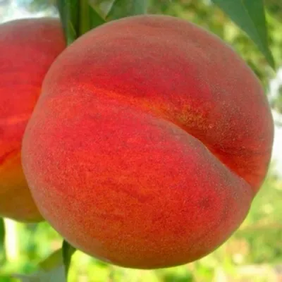 Персик МАЙСКИЙ ЦВЕТОК — описание сорта Персик МАЙСКИЙ ЦВЕТОК в Москве