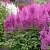 Астильба АМЕТИСТ Арендса в Москве