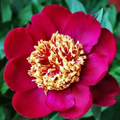 Пион НИППОН БЬЮТИ травянистый — описание сорта Пион НИППОН БЬЮТИ травянистый в Москве