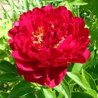 Пион ХРАБРЫЙ ВОИН травянистый — описание сорта Пион ХРАБРЫЙ ВОИН травянистый в Москве