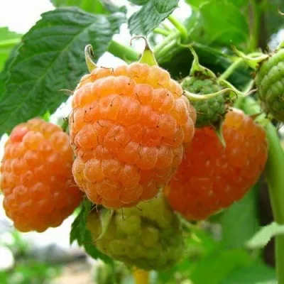 Малина ЗОЛОТЫЕ КУПОЛА в Москве