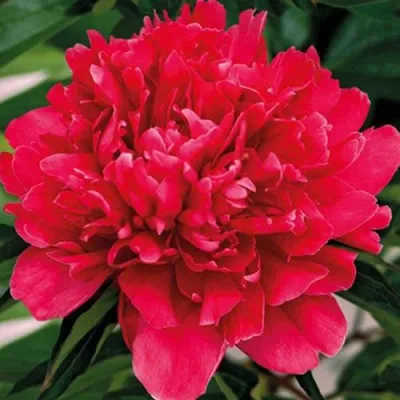 Пион ГЕНЕРАЛ МАК-МАГОН травянистый — описание сорта Пион ГЕНЕРАЛ МАК-МАГОН травянистый в Москве