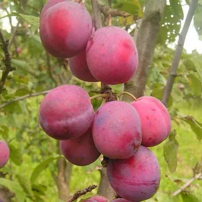 Слива ЭДИНБУРГСКАЯ  Слива ЭДИНБУРГСКАЯ в Москве
