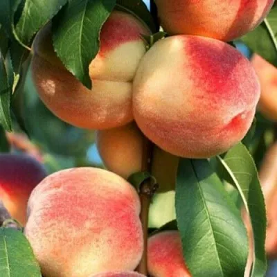 Персик ЛОЙКО 2  Персик ЛОЙКО 2 в Москве