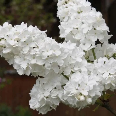 Сирень ФЛОРА в Москве