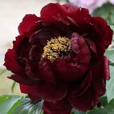 Пион ПОЛНОЧЬ древовидный  Пион ПОЛНОЧЬ древовидный в Москве