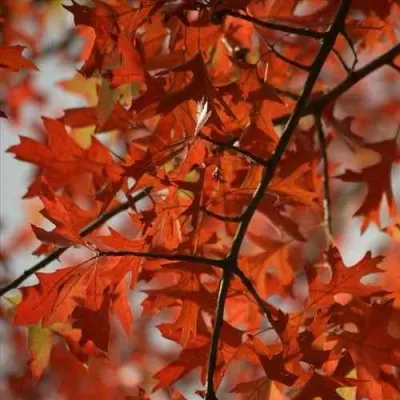 Дуб болотный — описание сорта Дуб болотный в Москве