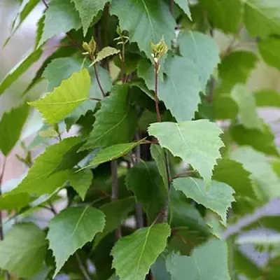 Береза ФАСТИГИАТА повислая   Береза ФАСТИГИАТА повислая  в Москве