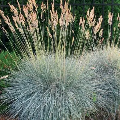 Овсянница ЭЛАЙДЖА БЛЮ — описание сорта Овсянница ЭЛАЙДЖА БЛЮ в Москве