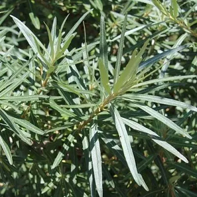 Облепиха ЛОРД (МУЖСКАЯ)  Облепиха ЛОРД (МУЖСКАЯ) в Москве