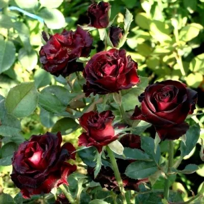 Саженцы роз ЧЕРНЫЙ ПРИНЦ чайно-гибридная — описание сорта Саженцы роз ЧЕРНЫЙ ПРИНЦ чайно-гибридная в Москве