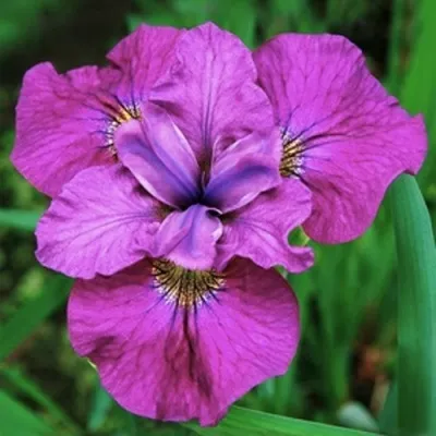 Ирис СИ Я ЛЕЙТЕР сибирский — описание сорта Ирис СИ Я ЛЕЙТЕР сибирский в Москве