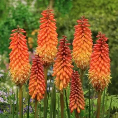 Книфофия АЛЬКАЗАР гибридная — описание сорта Книфофия АЛЬКАЗАР гибридная в Москве