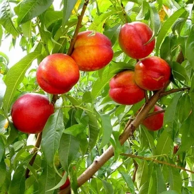 Нектарин ХАРБЛЕЙЗ — описание сорта Нектарин ХАРБЛЕЙЗ в Москве