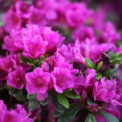 Азалия ХИРОКА японская  Азалия ХИРОКА японская в Москве