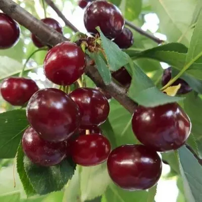 Дюк СЛАВЯНКА в Москве