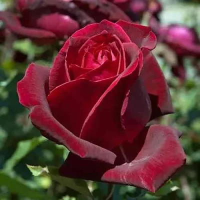 Саженцы роз ПАПА МЕЙЯН чайно-гибридная  Саженцы роз ПАПА МЕЙЯН чайно-гибридная в Москве