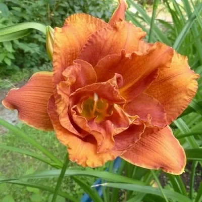 Лилейник ДАБЛИШЕС гибридный  Лилейник ДАБЛИШЕС гибридный в Москве